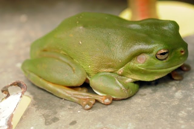Green Tree Frog Litoria caerulea 80