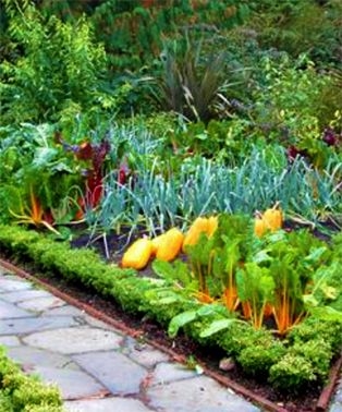 мангольд, огород, декоративное растение, дизайн, украшение огорода