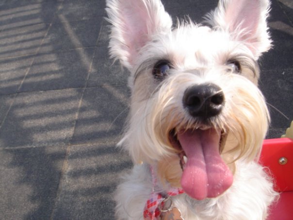 Cutest Miniature Schnauzer