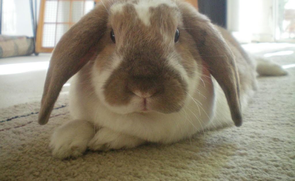 CoelhoAmerican Fuzzy Lop