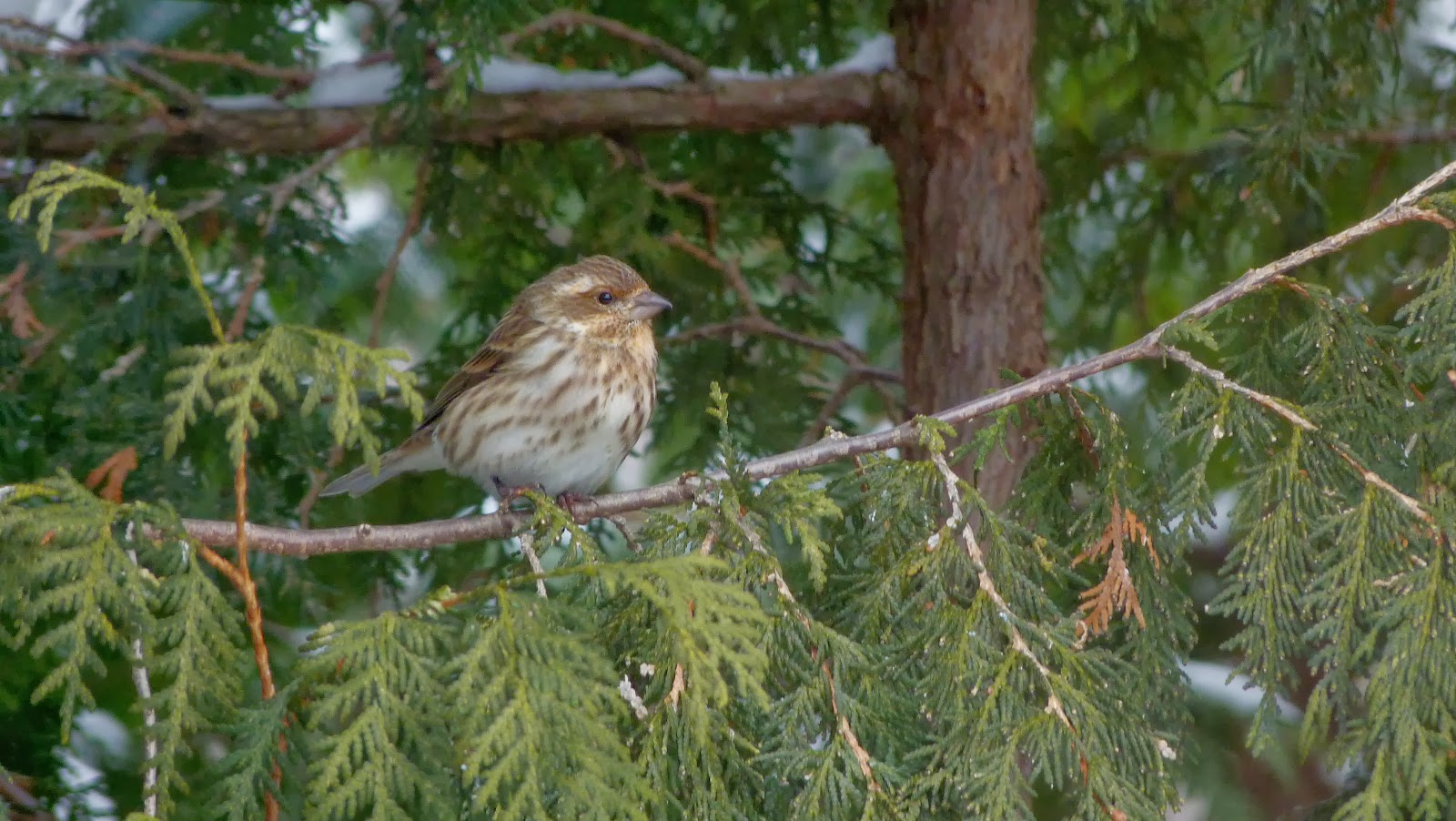 Purple Finch Purple Finch