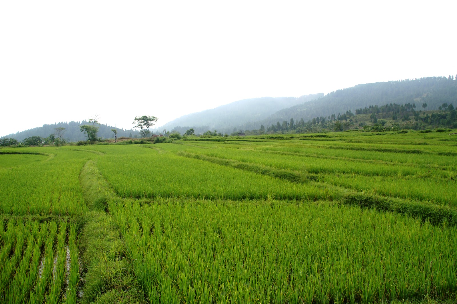 Rice Fields HD Landscape Wallpapers | Desktop Wallpapers
