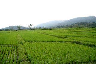 Rice Field HD Wallpaper Gallery