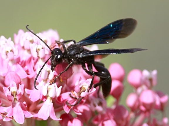 mud wasp sting