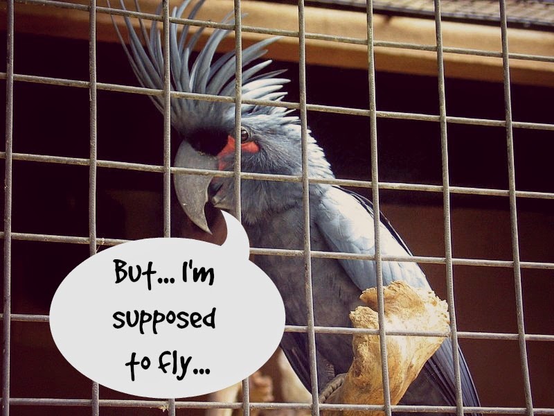 pet-trade