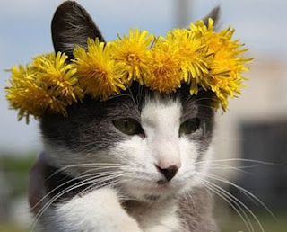cat with crown of flowers