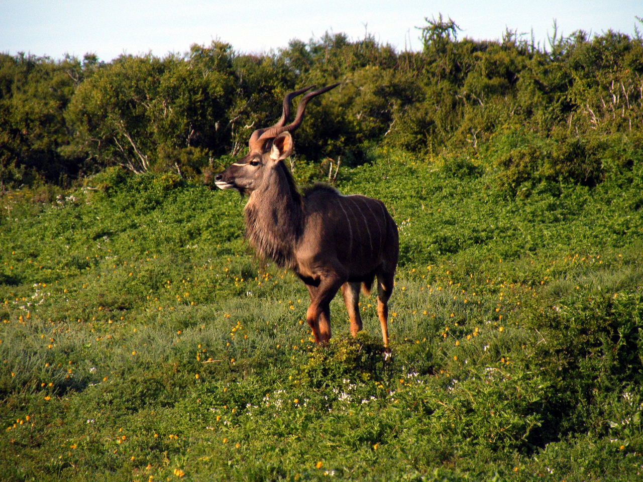 Kudu Animal