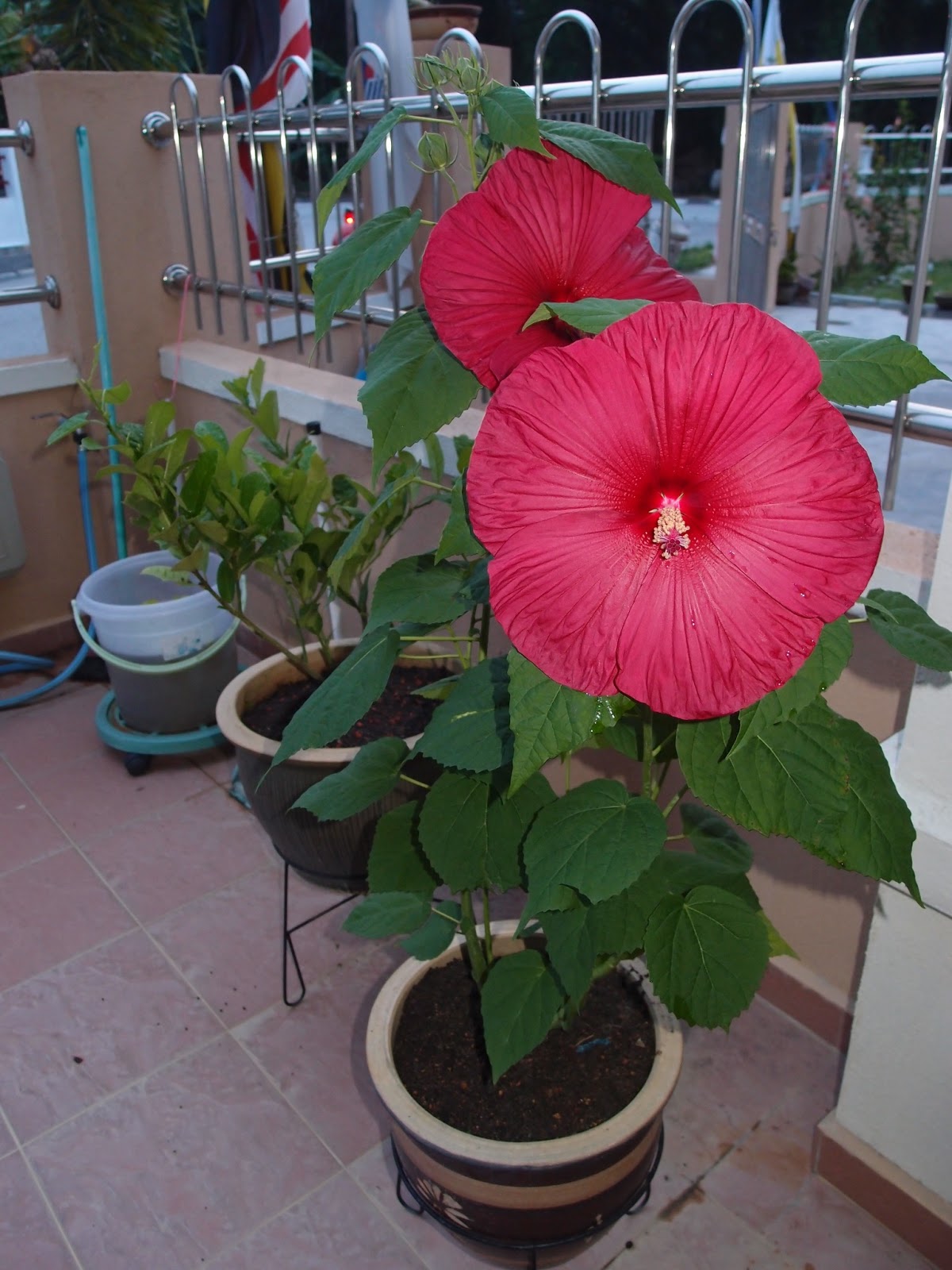LI NA HERBS GIANT HIBISCUS