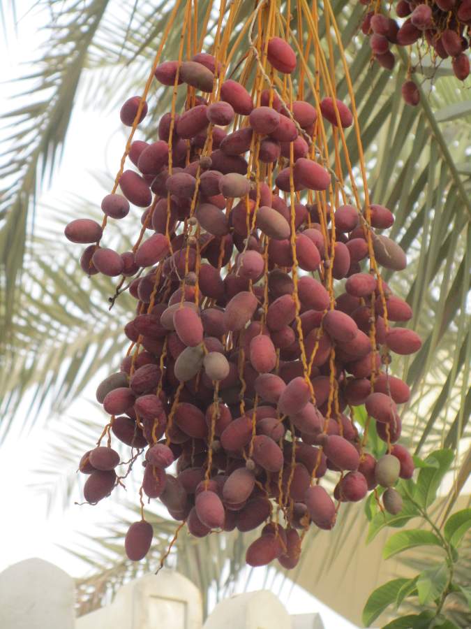 Oman Coast Native and Invader Trees of Oman