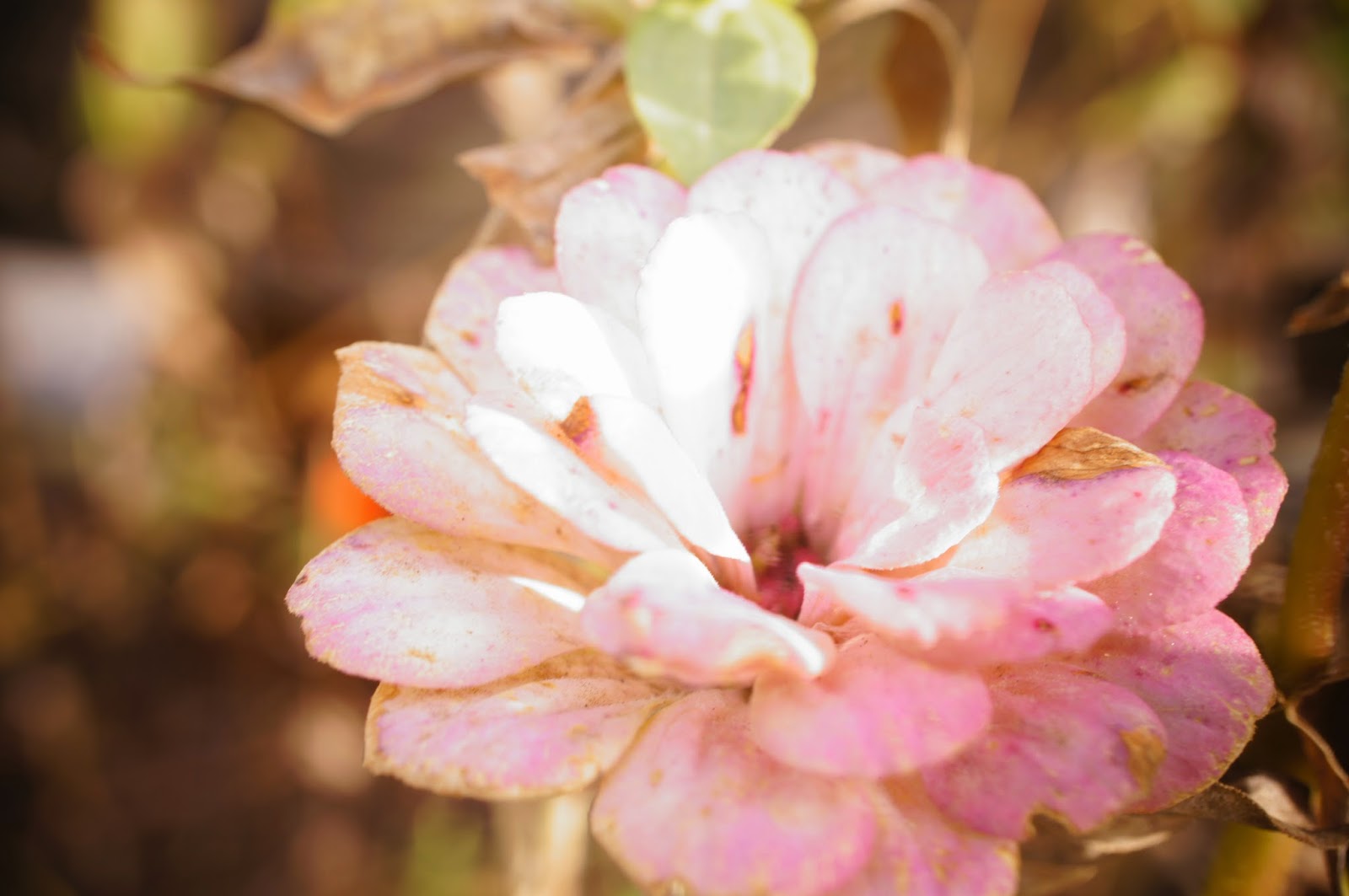 100 flowers royalty free pictures 1 million free pictures