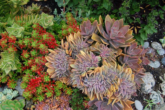 Graptoveria by Far-Out-Flora Graptoveria by Far-Out-Flora