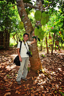 Jackfruit tree (大樹菠蘿), Zanzibar, Tanzania