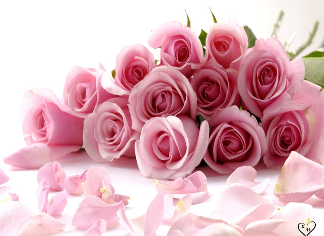 Pink Roses Wallpapers