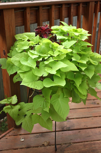 Sweet Potato Vine Marguerite and Coleus Velvet Red Sweet Potato Vine Marguerite and Coleus Velvet Red