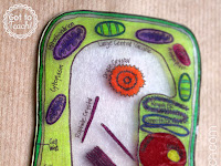 Plant Cell Diagram Simple Plant Cell Diagram Simple