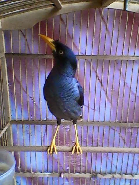 Fikriajik Cara Menjinakkan Burung Jalak Kebo Versi Fikri Aji K