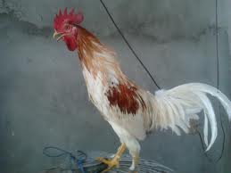 Tips cara memelihara ayam