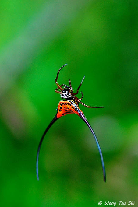 Spiders of Sabah