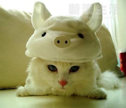 cute_cat_dress_4.jpg
