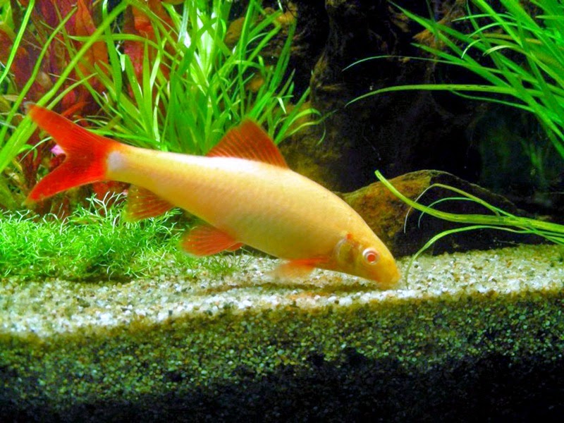 Akuarium Ikan Hias