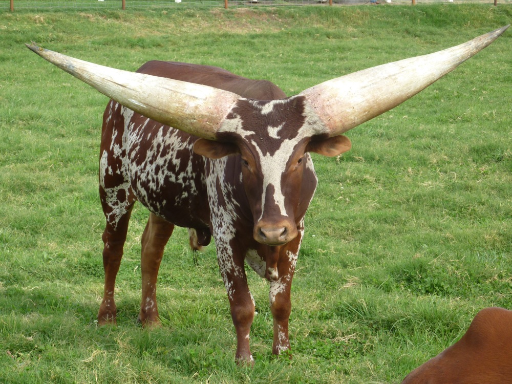 Ankole-Watusi Bull