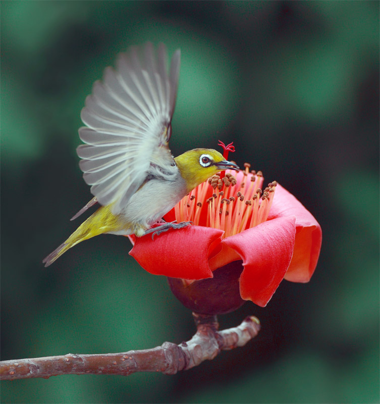 The teach Zone: Worlds Funniest Bird Picture with Caption