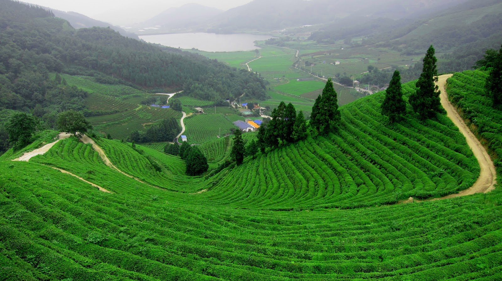 http://4.bp.blogspot.com/-8F4xO2RTEgU/TdgGCMNqzkI/AAAAAAAABrE/aR-2Y7s_B8o/s1600/boseong-green-tea-field-20101.jpg