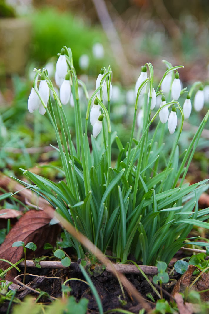 Madelief The first spring flowers