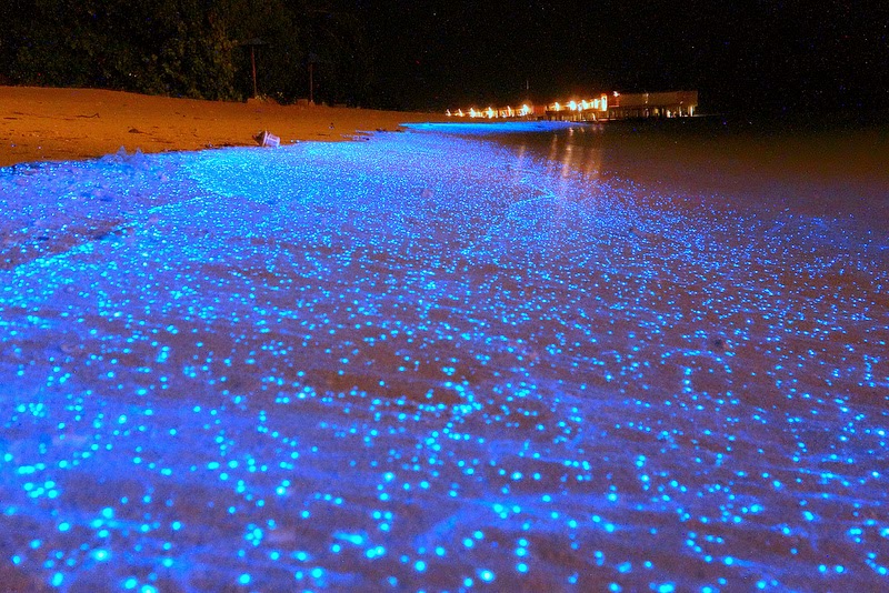But if you do it during the night on these Maldives islands, something will be different. It Glows!!! - There’s Something Secret About This Ordinary-Looking Beach. But You’ll Never Guess What It Is. But if you do it during the night on these Maldives islands, something will be different. It Glows!!! - There’s Something Secret About This Ordinary-Looking Beach. But You’ll Never Guess What It Is.