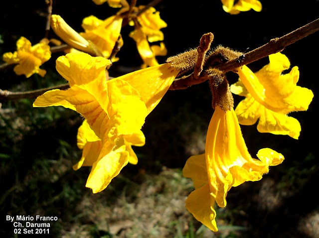 Ipê-Amarelo em flor