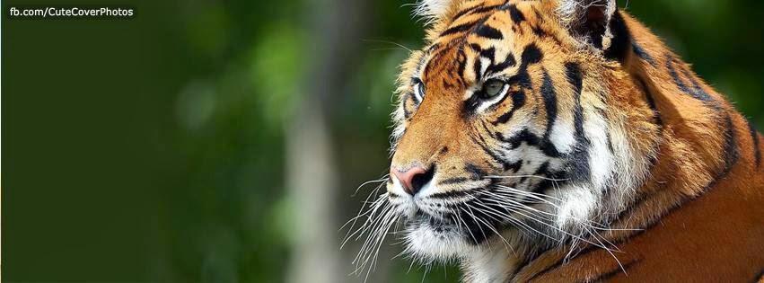 Fb Cover photos 2015 Fb Cover photos 2015