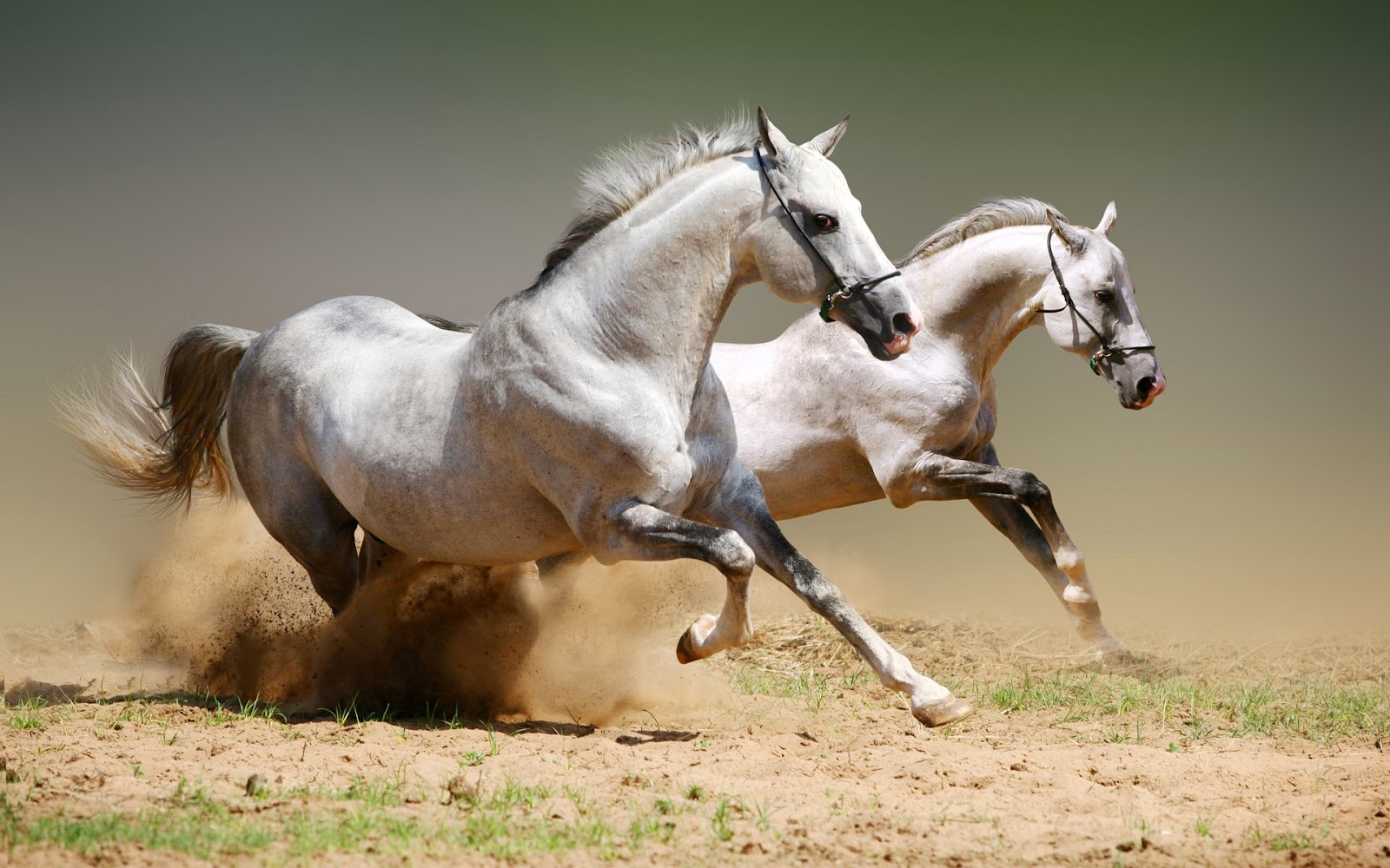 Beautiful Wallpapers White Horse Wallpapers