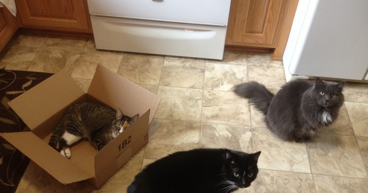 Catladyland Cats are Funny The Truth About Cats and Boxes