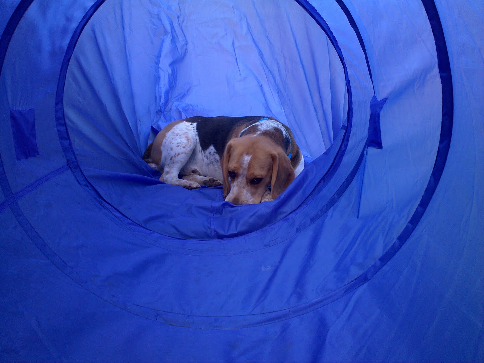 Alfie & Star Beagle Buddies A new agility tunnel