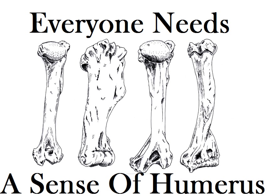Cow Humerus