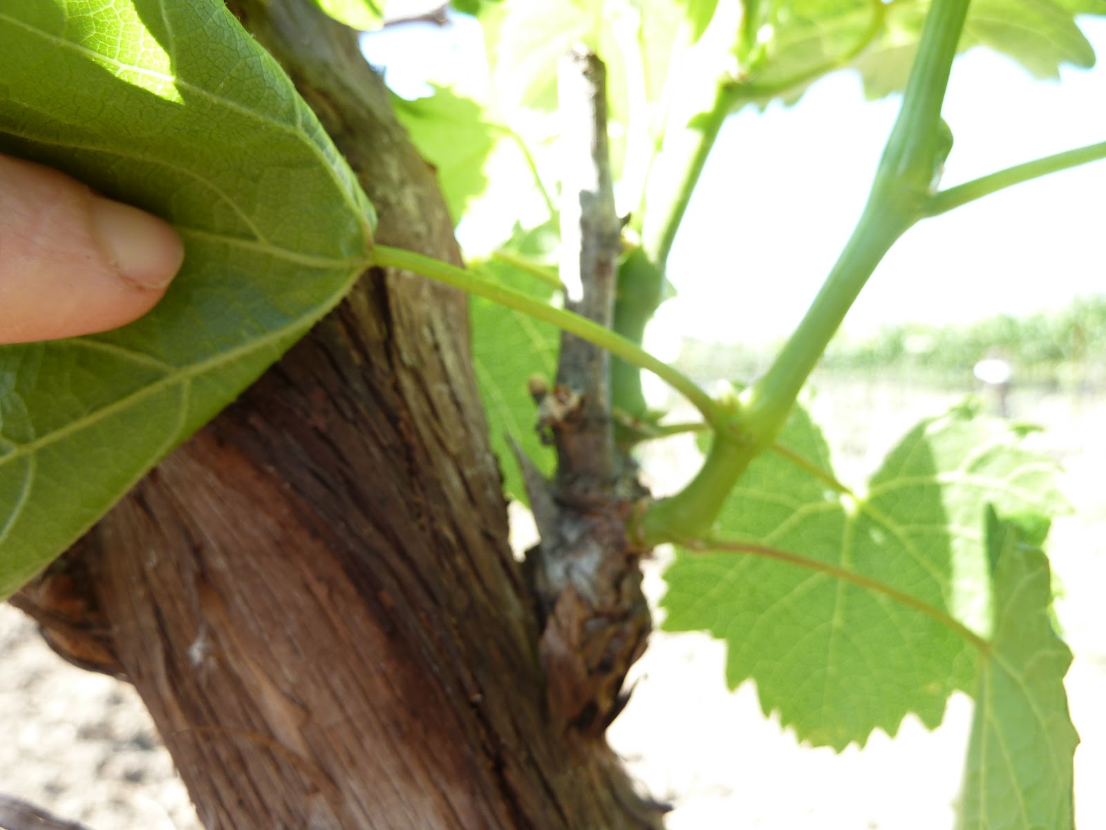 Matthiasson Vineyard Grafting our Grapes