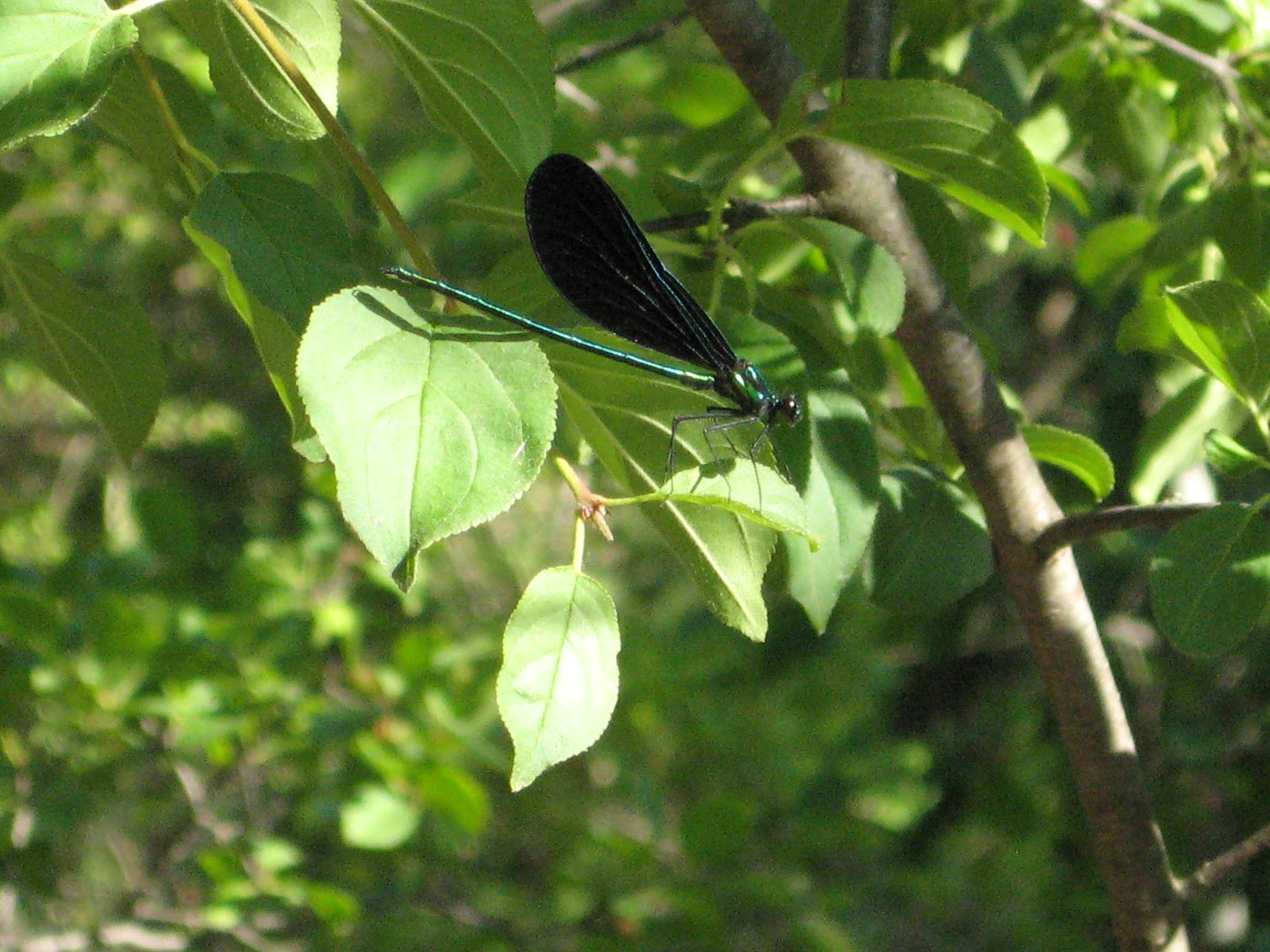 Bugs of The World Water Gliders