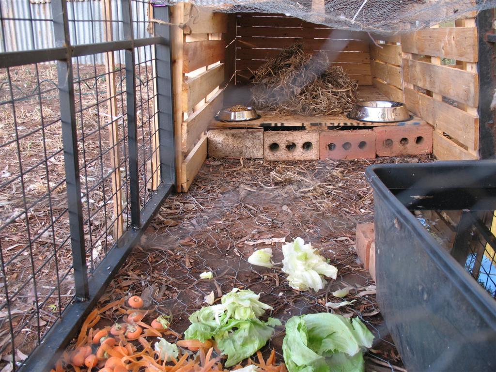 At Home with Kristy How to build a very cheap duck house