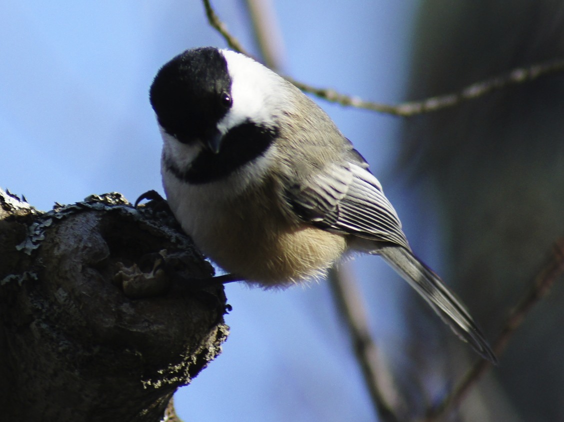 butler s birds birding fun in new hshire butler s birds birding fun in new hshire