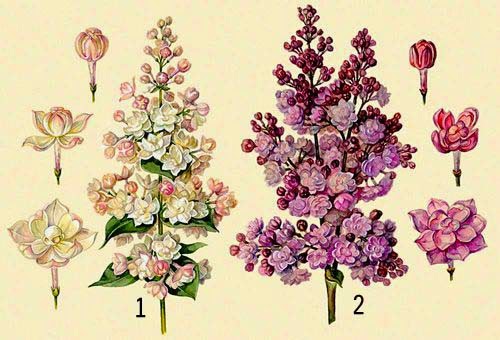 Сирень схема цветка Сирень схема цветка