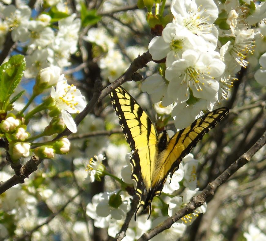 *The Brambleberry Cottage*: April 2011