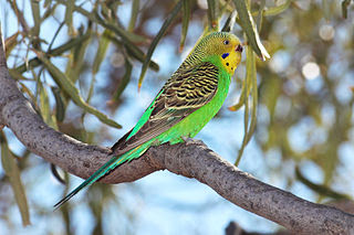 burung Budgerigar burung Budgerigar