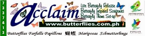 Acclaim Butterflies