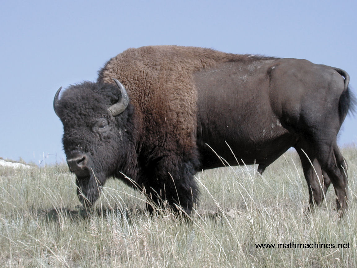 http://4.bp.blogspot.com/-8HNQFUJGQ7I/TmstJwW_81I/AAAAAAAAAAo/O4XIUXtG-cA/s1600/bison-wallpaper-36-758966.jpg