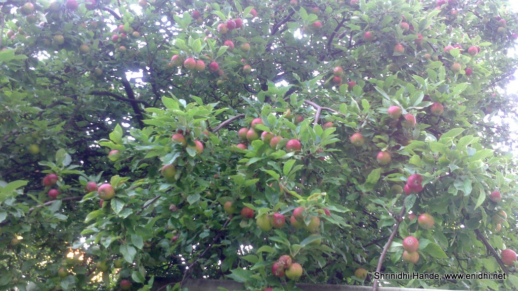 Apple tree in the backyard eNidhi India Travel Blog