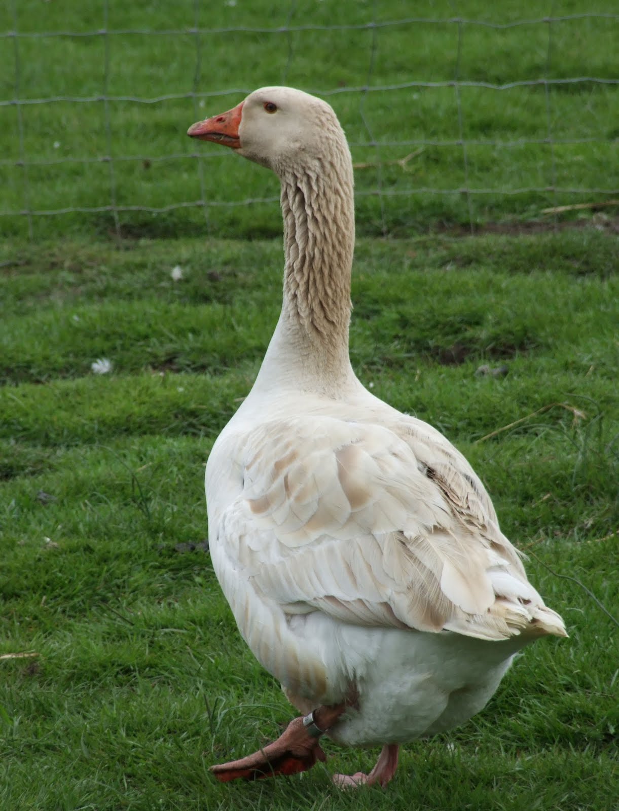 Chinese Goose - The Livestock Conservancy