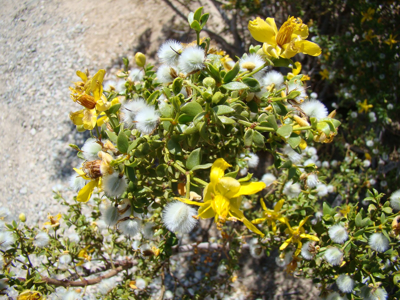 Creosote plant Idea