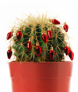 christmas cactus