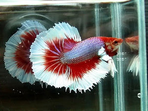 Informasi Seputar Perikanan Cara Mengawinkan Ikan Cupang Yang Benar