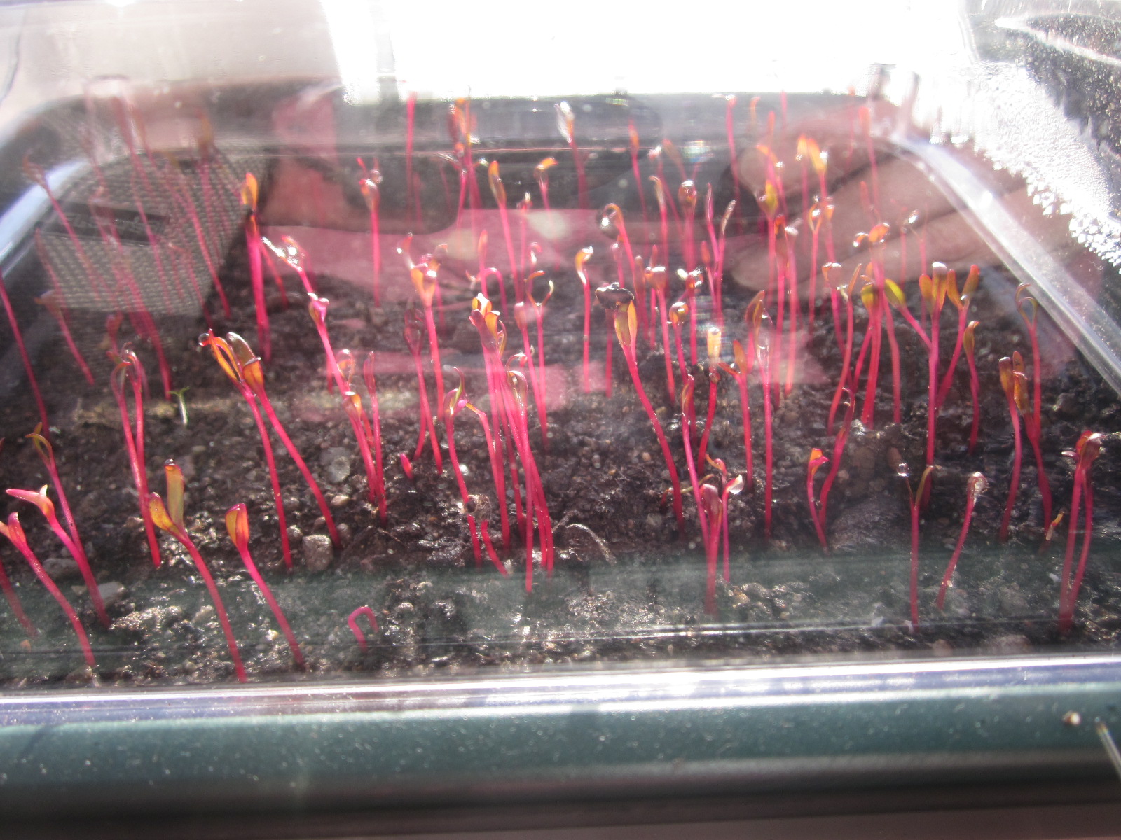 Of Beetroot, Experiments and Damping Off